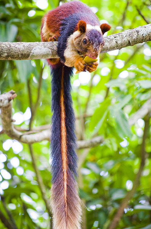 Indian giant squirrel